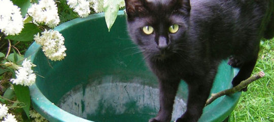 Cat