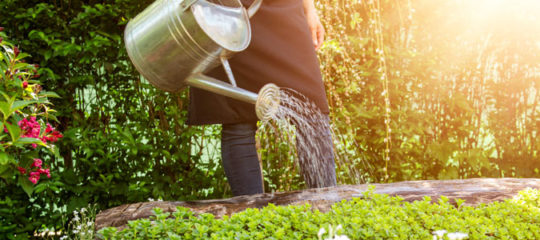 soin du jardin