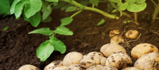 Plant de pomme de terre