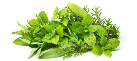 plantes aromatiques