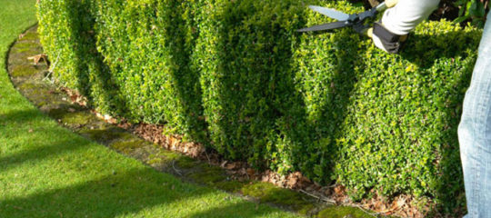 jardin