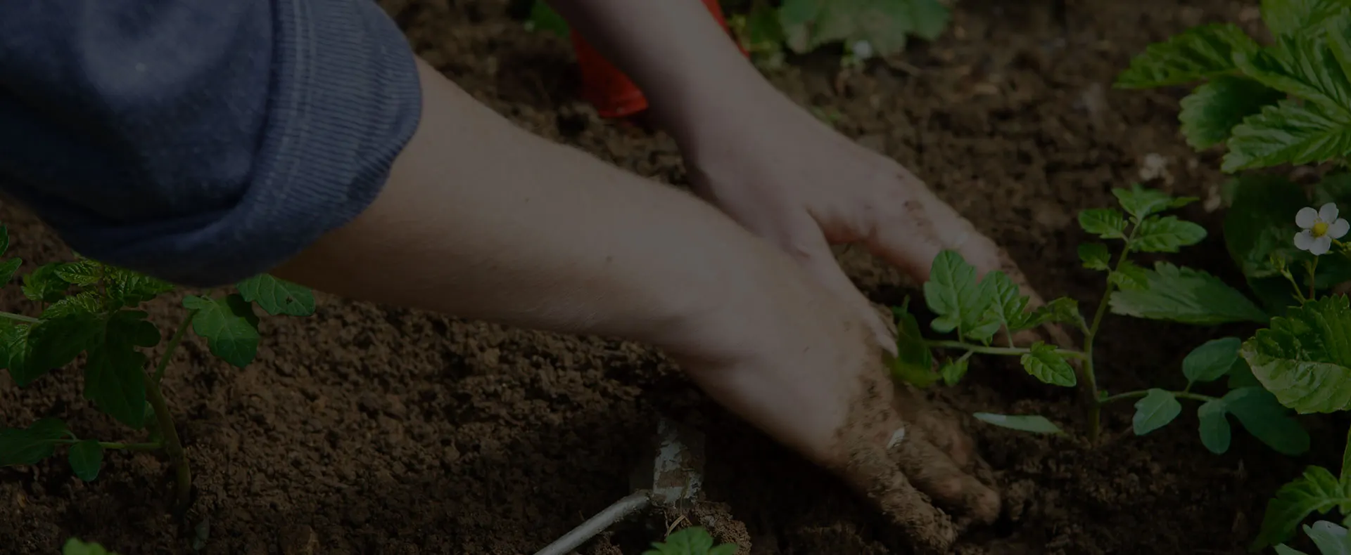 JARDIN BIO, CONSEILS POUR APPRENDRE LE JARDINAGE BIO